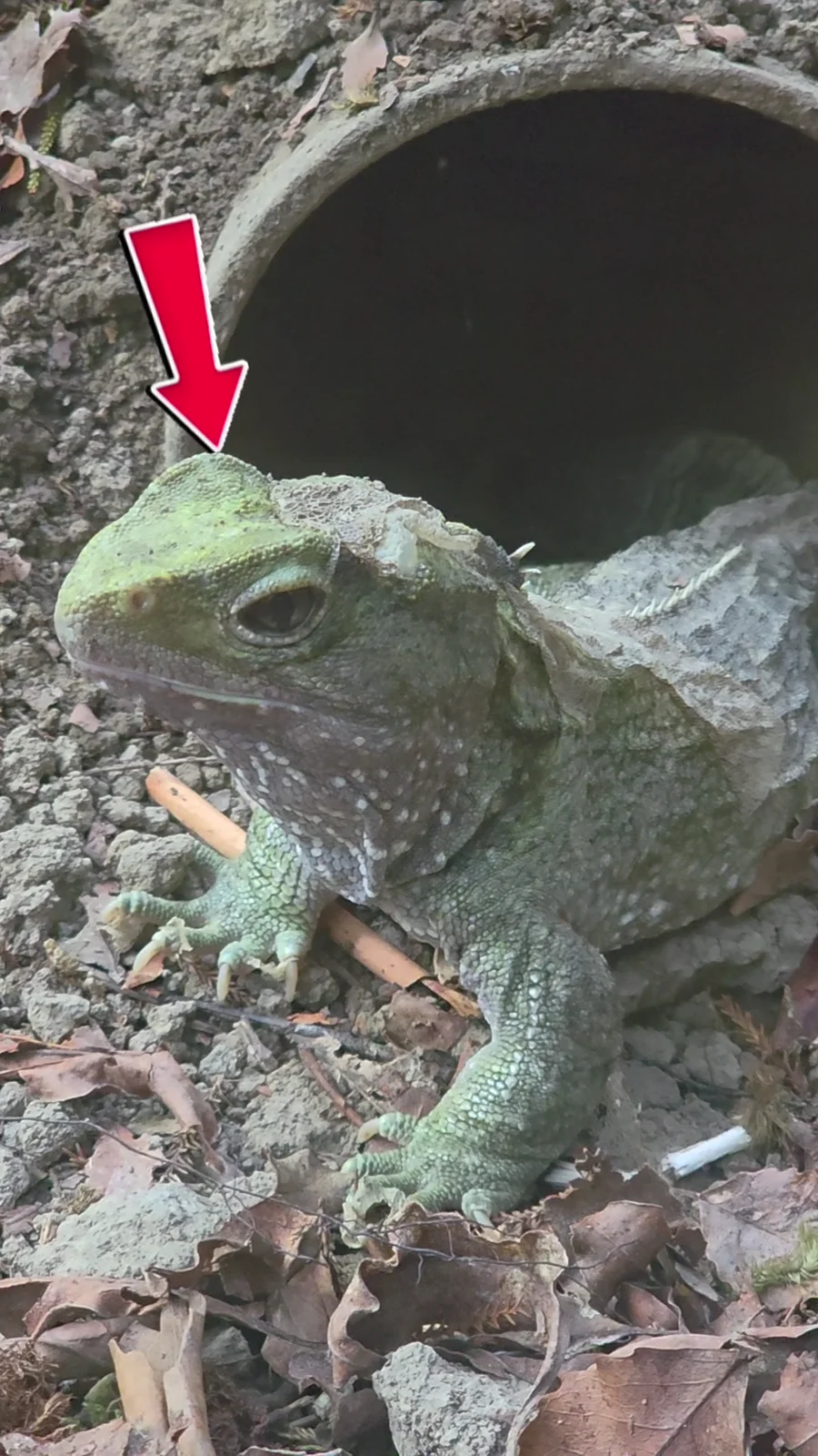 A close-up of a tuatara at the National Kiwi Centre