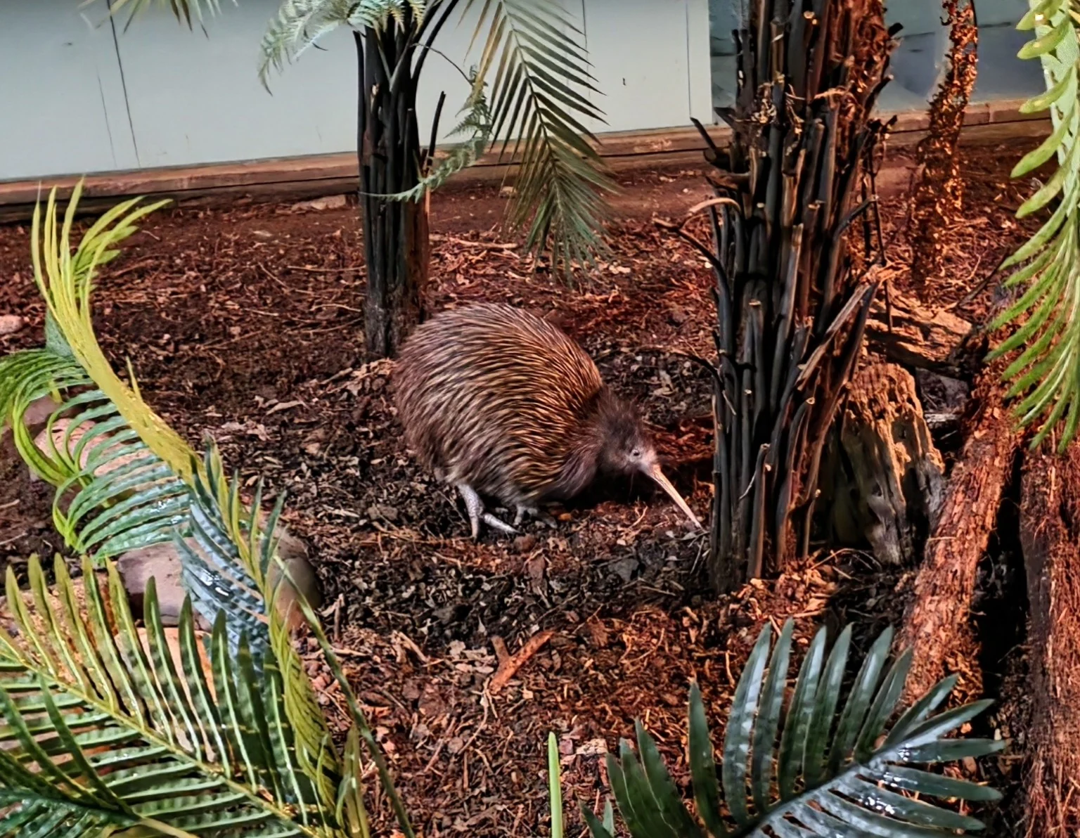 A brown kiwi foraging between ferns and tree trunks