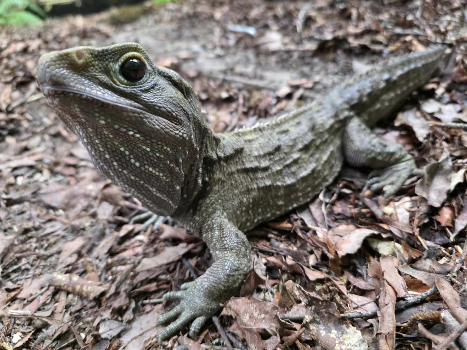 A tuatara resting on leaf litter, with its eye and textured scales in sharp detail